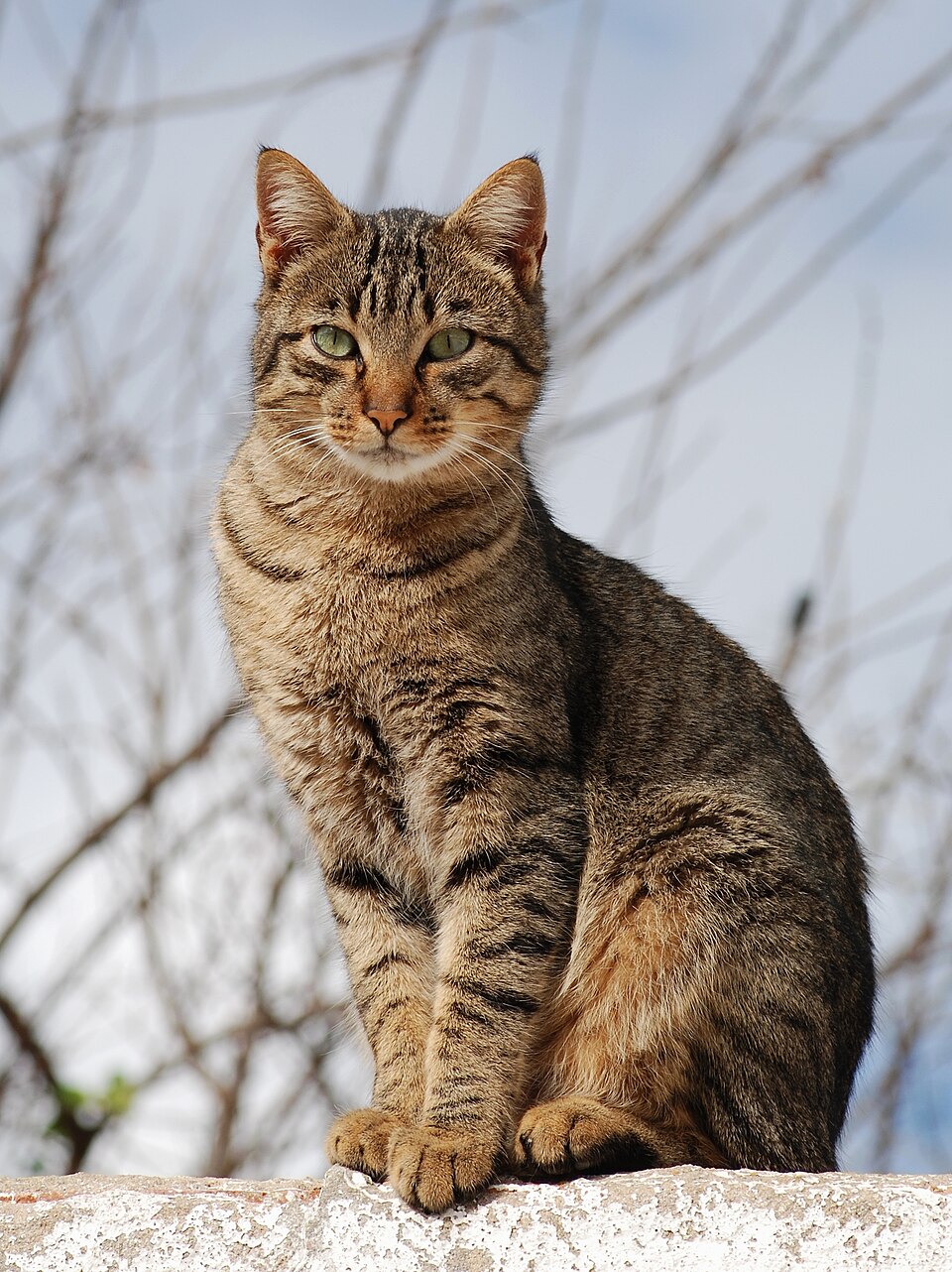 A picture of a cat